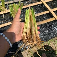 Image result for Chrysopogon nigritanus