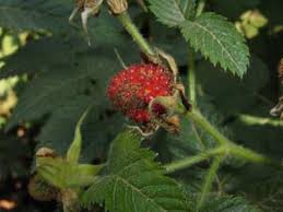 Image result for Rubus pinnatus