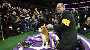 Portuguese water dog information including personality, history, grooming, pictures, videos, and the akc breed standard. Portuguese Water Dog Is Pooch To Watch At Westminster