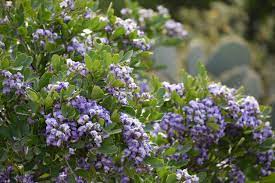 La diversité de leurs hauteurs, de leurs volumes, des coloris de leurs fleurs et de leur feuilles, ainsi que l'alternance des périodes de floraison. 5 Arbres A La Floraison Violette Pour Embellir Le Jardin