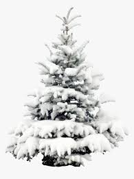 Maybe you would like to learn more about one of these? Tree Trees Winter Snow Terrieasterly Snowy Christmas Tree Png Transparent Png Transparent Png Image Pngitem