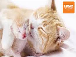 بيتس جوت ويب تقدم لكم مدة حمل القطط الشيرازي petsgotweb cats animals