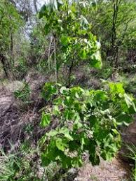 Image result for Thespesia garckeana