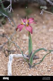 Image result for Moraea bella