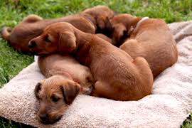 Image result for irský teriér