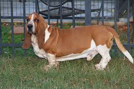 I expect to have show quality puppies available in the future out of our european litters and full registration will be available to select homes. Huggable Bassets Family Breeder Of Purebred Basset Hound Puppys For Sale For Pets