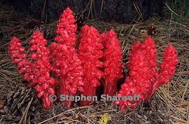 Image result for Sarcophyte sanguinea