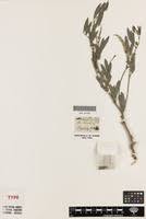 Image result for Sphenostylis