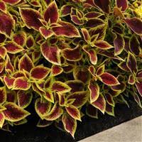 Image result for Coleus gracillimus
