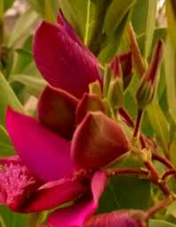 Image result for Polygala xanthina