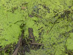 Image result for Lemna aequinoctialis