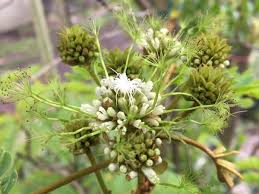 Image result for Albizia adianthifolia