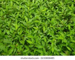 Image result for Oplismenus