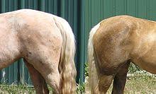 Maybe you would like to learn more about one of these? Palomino Wikipedia