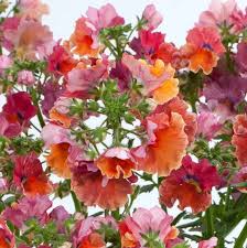 Image result for Nesaea pedroi