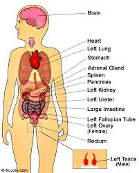 Up to $550 off certification study programs. Organs On The Left Side Of The Body Body Organs Abdominal Discomfort Anatomy Organs