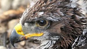 saving the king of the birds with dna bbc news saving the king of the birds with dna