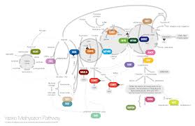 Yasko Methylation Pathway Dna Methylation Dna Dna Project
