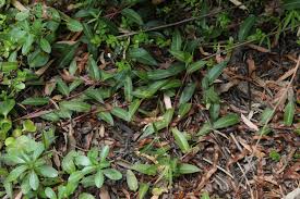 Image result for Persicaria strigosa