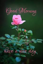 It's your love and your life. 100 Good Morning Tuesday Quotes Images And Greetings Collection In 2020 Very Good Morning Images Good Morning Tuesday Good Morning Images Flowers