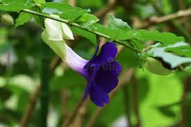 Image result for Thunbergia vogeliana