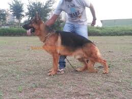 Check spelling or type a new query. Imported German Shepherd Male Puppies Available In Mumbai