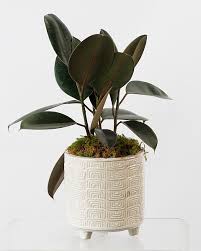 Image result for ficus elastica flower