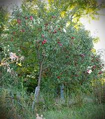 Bacterial canker (pseudomonas species) sunken dead the disease is particularly prevalent on stone fruit. 9 Disease Resistant Fruit Trees Ideas Fruit Trees Fruit Apple Tree