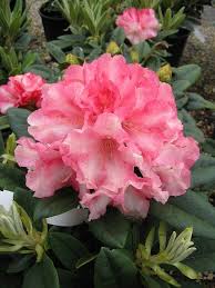 Rhododendrons Azalea Flower Beautiful Flowers Pictures Pollinator Garden