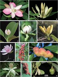 Representatives of Magnolia species (continued). A, M. insignis (sect.... |  Download Scientific Diagram
