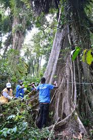 Image result for Hippocratea goetzei