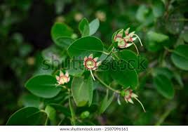 Image result for Sonneratia