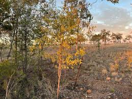 Image result for Psydrax locuples