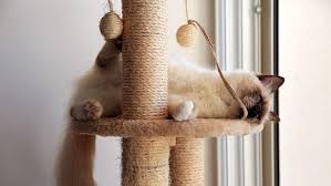 Cats love cat trees because they love heights. 7 Best Cat Trees For Large Cats In 2021 Reviews