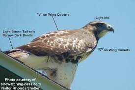 Maybe you would like to learn more about one of these? Red Tailed Hawk Identification And Photos