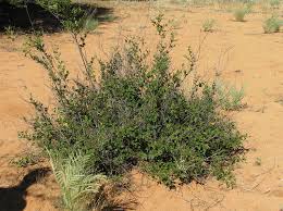 Image result for Grewia retinervis