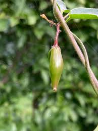 Image result for Vincetoxicum apiculatum