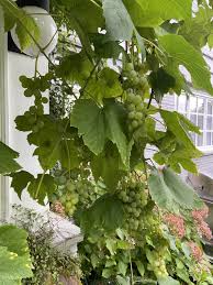 Image result for Vitis vinifera
