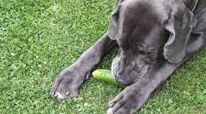 If you want to know more about the dogs eat a cucumber to improve their health. Can Dogs Eat Cucumber Is Cucumber Good Or Bad For Dogs
