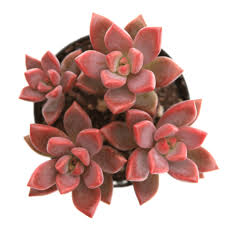 Graptosedum Vera Higgins Succulents Plants Buy Succulents