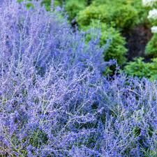 Image result for Perovskia atriplicifolia lacey blue photo