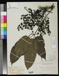 Image result for Astropanax myrianthus