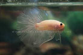 Due to selective breeding, the ever popular male betta splendens, or siamese fighting fish, is now available in an enormous array of colours and tail types. Betta Time Rosetail Cellophane Black Eyes Check Out All Facebook