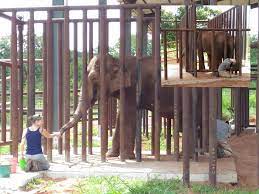 Most students seeking zoo careers will major in fields such as biology, zoology, animal behavior, animal science, conservation science, or another related area. Careers Working With Elephants Global Sanctuary For Elephants