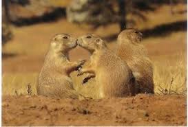 Image result for Cynomys gunnisoni obrázek