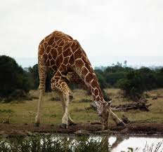 Why do giraffes watch the people around them? 30 Giraffe Facts And Photos Fun Animal Facts For Kids Hubpages