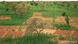 Image result for Faidherbia albida