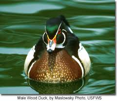 How to build a wood duck house in 12 steps. Wood Ducks Maryland S Wild Acres