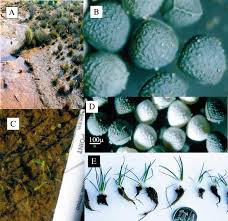 Image result for Isoetes welwitschii