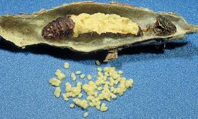 Take extra care to remove all spider webs because bagworms feed on them. Bagworm Thyridopteryx Ephemeraeformis Haworth